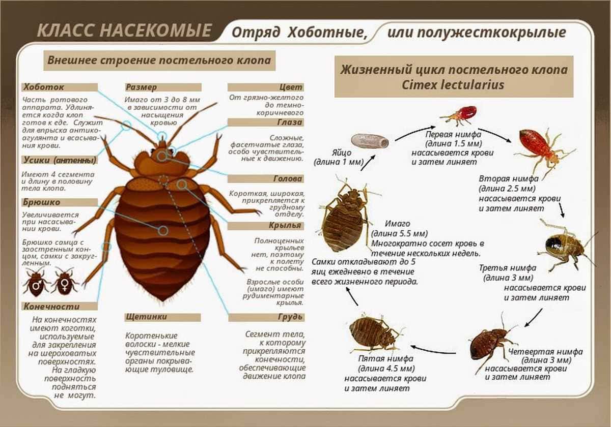 Оказываем услуги ОТ КЛОПОВ ХОЛОДНЫМ ТУМАНОМ Дезклиник