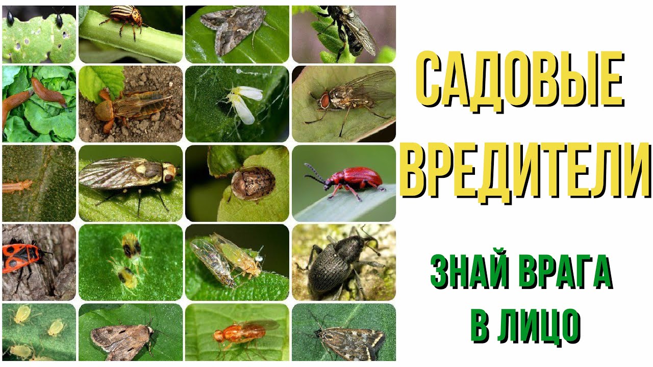 Городская СЭС, оказываем услуги осенней обработки сада от вредителей ДезКлиник