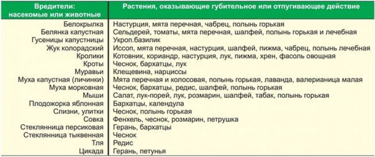 Услуги по осенней обработке сада. Эффективные методы от ДезКлиник