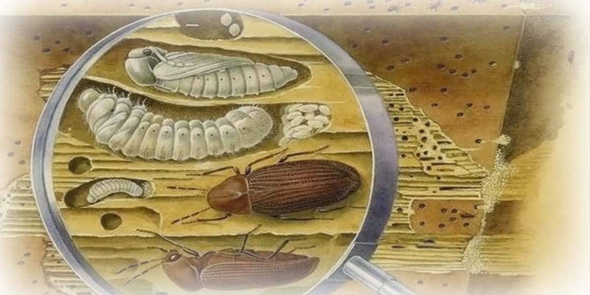 Городская служба фумигации от жуков в доме ДезКлиник